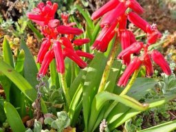 Lachenalia bulbifera flowering when ready